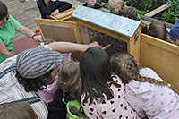 Bild vergrößert sich per Mausklick: Kindergruppe schaut in einen Schaubienenkasten, Foto: Sebastian Morbach